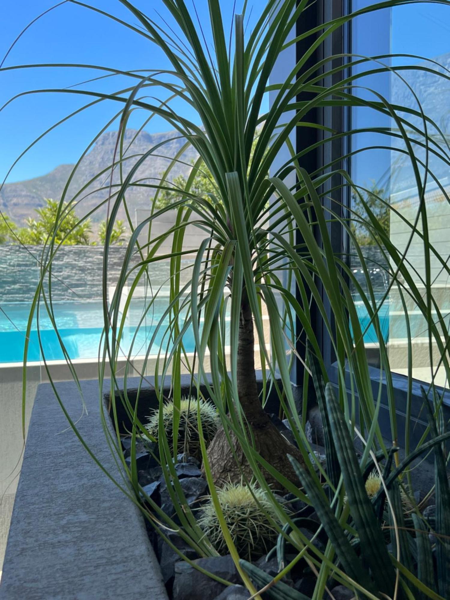 Bayview Boutique Guesthouse Cape Town Eksteriør bilde